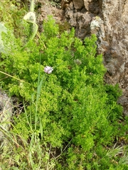 Galium catalinense