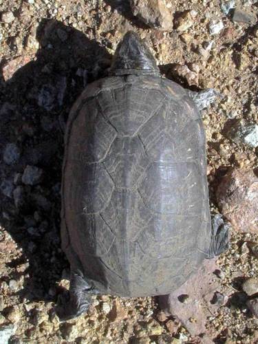 Sonoran Mud Turtle
