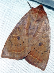 Epiglaea decliva