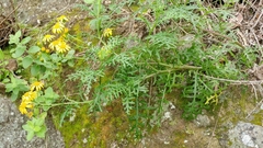 Senecio lyonii