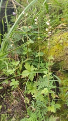 Lithophragma maximum