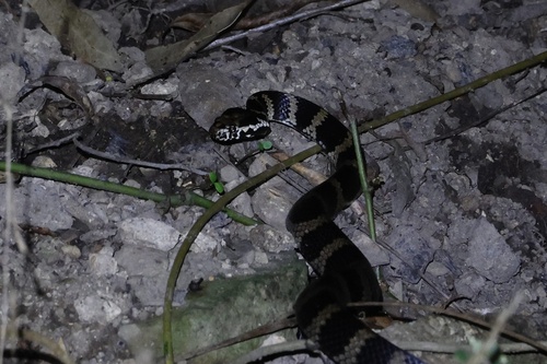 Stephens' Banded Snake sighting