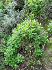 Munzothamnus blairii