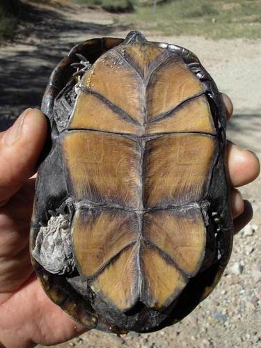 Sonoran Mud Turtle