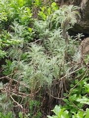 Constancea nevinii