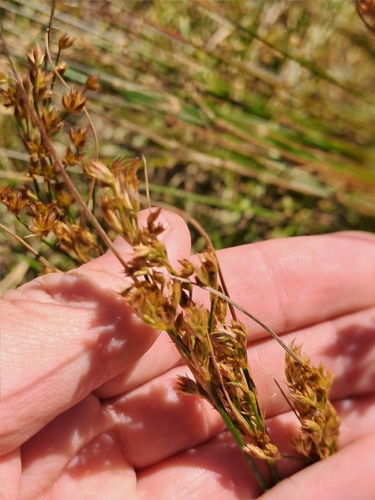 Image of Juncus rigidus by (c) Eugene Hahndiek, some rights reserved (CC BY-SA)