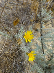 Leysera gnaphalodes