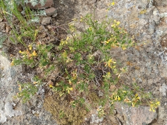 Acmispon dendroideus traskiae