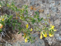 Acmispon dendroideus traskiae