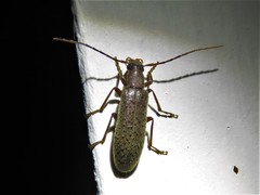 Sparedrus aspersus