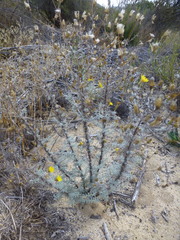 Leysera gnaphalodes