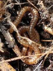 Tigolene clementinus