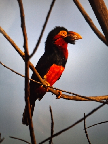 Bearded Barbet