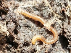 Tigolene clementinus