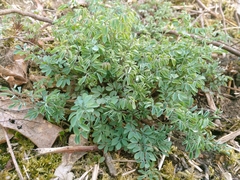 Ceratocapnos claviculata