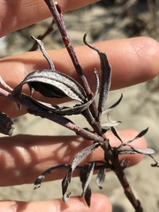 Salix eleagnos