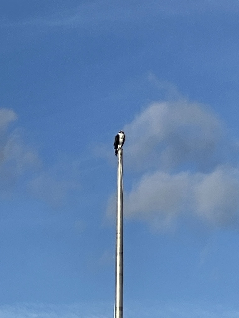 North American Osprey In November 2023 By Ungerlord INaturalist   Large 