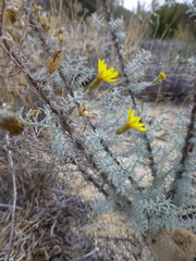 Leysera gnaphalodes