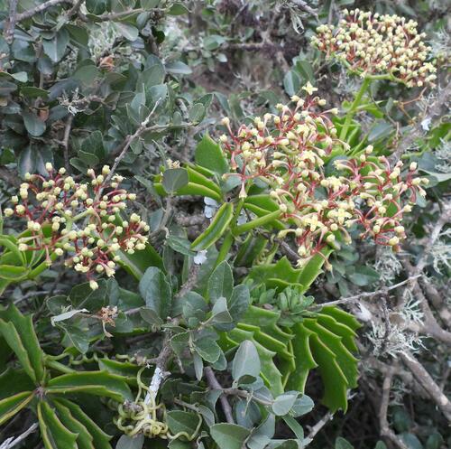 Cyphostemma quinatum