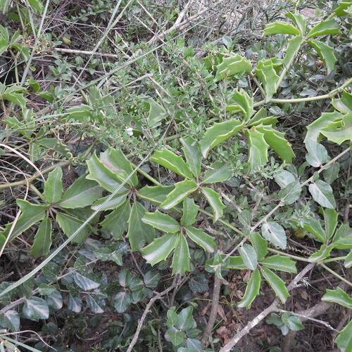 Cyphostemma quinatum
