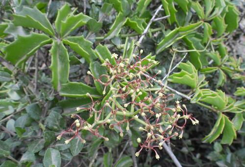 Cyphostemma quinatum