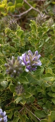 Psoralea bracteolata