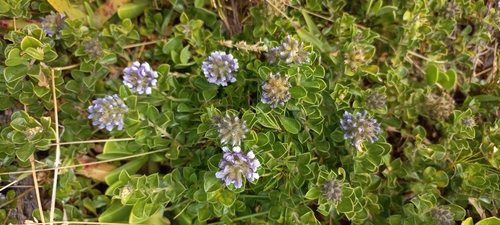 Psoralea bracteolata, photograph 1