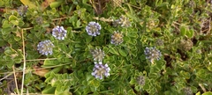 Psoralea bracteolata, photograph Adele SL, CC BY, iNaturalist via GBIF