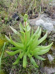 Dudleya virens