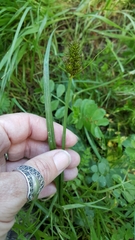 Carex densa