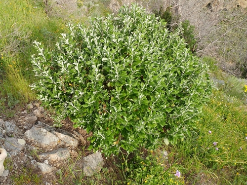 Image of Hazardia cana by (c) Casey H. Richart, some rights reserved (CC BY)