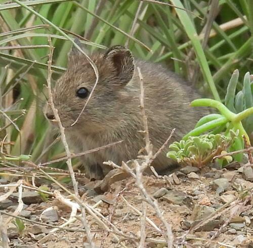 Karoo Vlei Rat (Otomys unisulcatus)