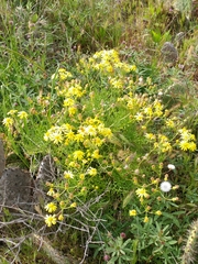 Senecio lyonii