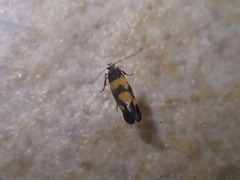 Chrysoesthia sexguttella