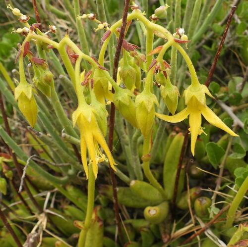 Cotyledon campanulata