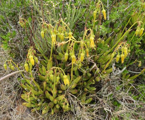 Cotyledon campanulata