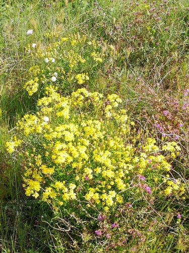 Image of Senecio lyonii by (c) Casey H. Richart, some rights reserved (CC BY)