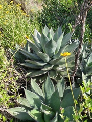 Agave shawii
