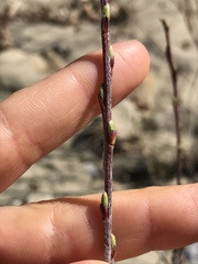 Salix eleagnos