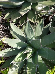 Agave shawii