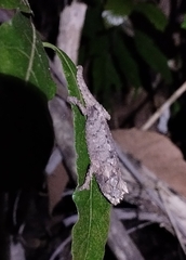 Northem Leaf Chameleon photo 1