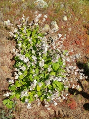 Malacothamnus clementinus