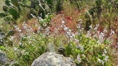 Malacothamnus clementinus