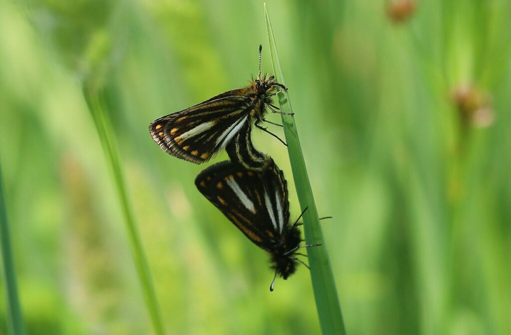 Marsh Sylph