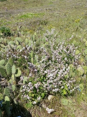 Malacothamnus clementinus