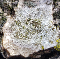 Pertusaria pustulata