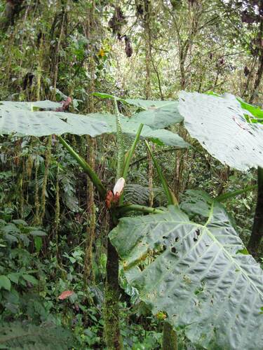 Xanthosoma undipes