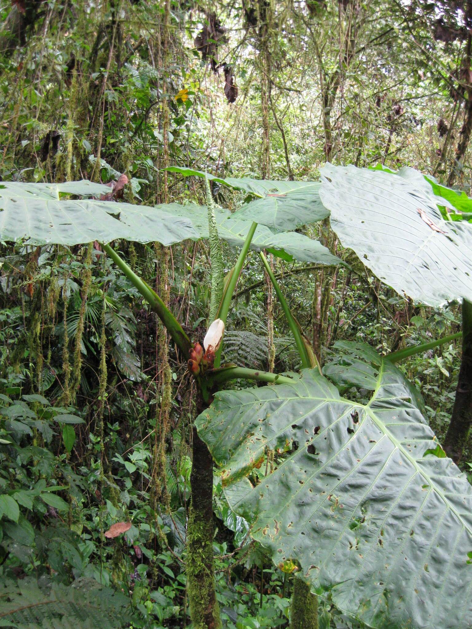 Xanthosoma undipes