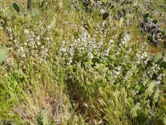 Malacothamnus clementinus