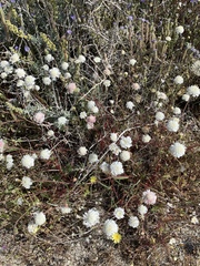 Chaenactis fremontii